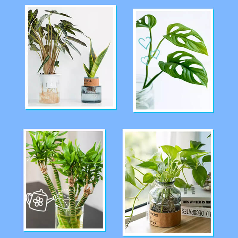 Universal nutrient solution for flowering potted plants Solid roots, vibrant flowers Perfect growth, hassle-free.