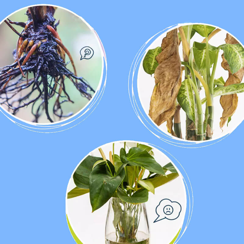 Universal nutrient solution for flowering potted plants Solid roots, vibrant flowers Perfect growth, hassle-free.