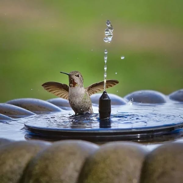 Promotion exceptionnelle -50 % sur les fontaines solaires pour oiseaux