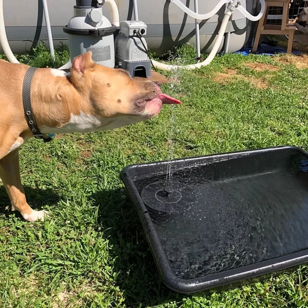 Solar bird baths