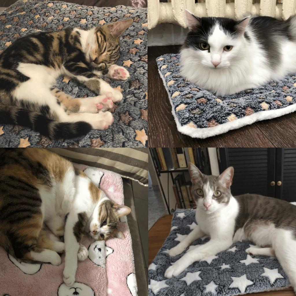 Exceptionnel : 50 % de réduction sur la nouvelle couverture ultra-confortable et apaisante pour animaux de compagnie 2025