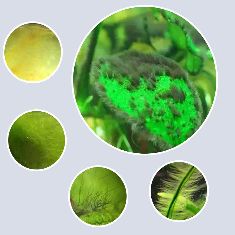 Algicide efficace pour aquarium