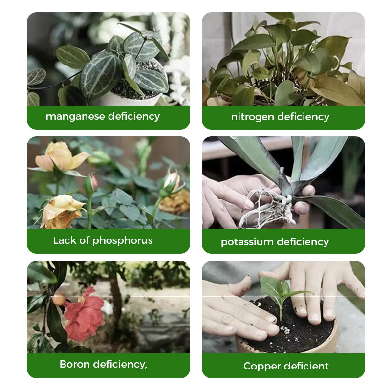 Poudre de racine et floraison rapide (50 % de réduction)
