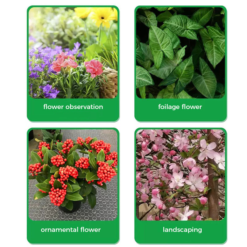 Poudre de racine et floraison rapide (50 % de réduction)
