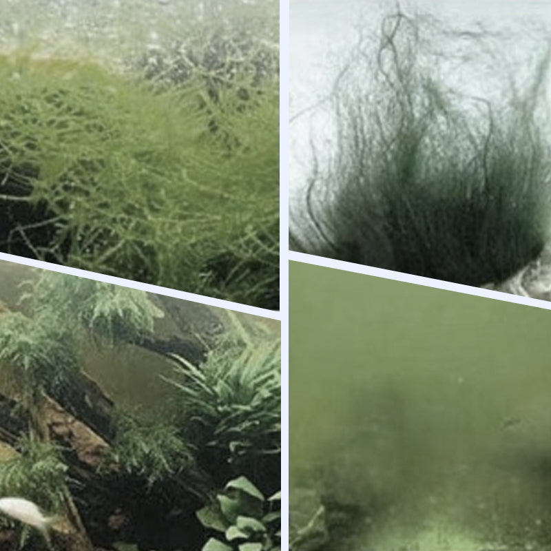 Achetez-en 3, obtenez-en 2 gratuits : clarificateur d'eau puissant pour aquarium