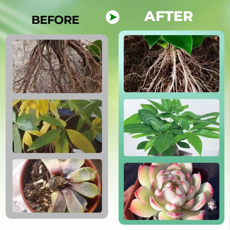 Solution nutritive pour plantes hydroponiques