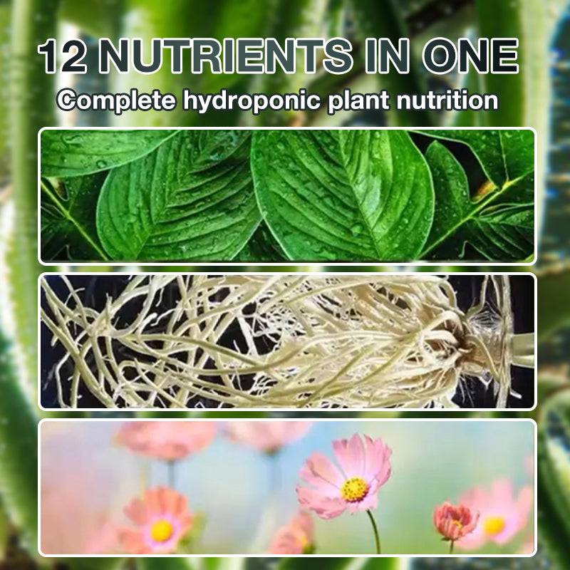 Solution nutritive pour plantes hydroponiques