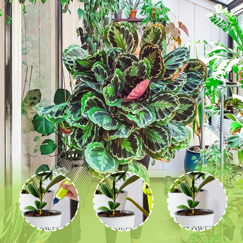 2026 Nouveaux nutriments liquides pour plantes d'extérieur et d'intérieur
