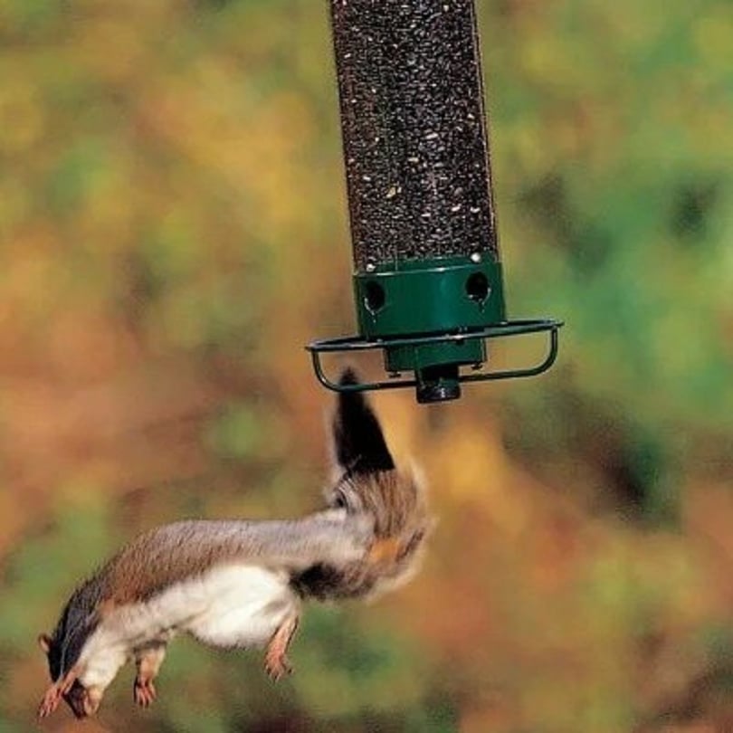 Nouvelle Mangeoire à oiseaux printemps 2026 100% anti-écureuil